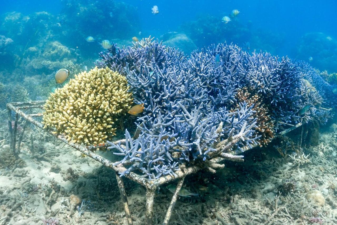 Alam Karang Hotell Gili Gede Eksteriør bilde