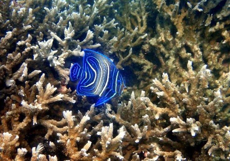 Alam Karang Hotell Gili Gede Eksteriør bilde