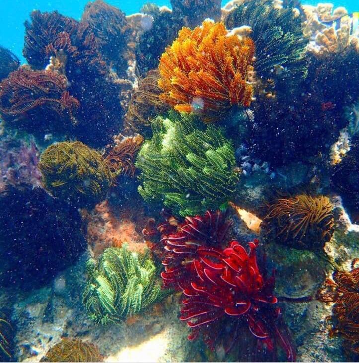 Alam Karang Hotell Gili Gede Eksteriør bilde